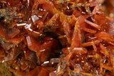 Fiery Red Wulfenite Crystal Cluster - Kuruktag Mountains, China #337090-3